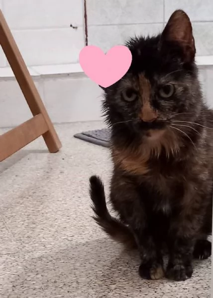 AMBRA piccola e dolcissima FELV POSITIVA | Foto 0