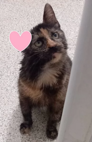 AMBRA piccola e dolcissima FELV POSITIVA