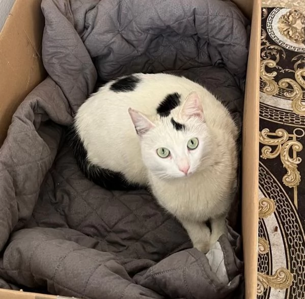 MINETTE meravigliosa creatura | Foto 2