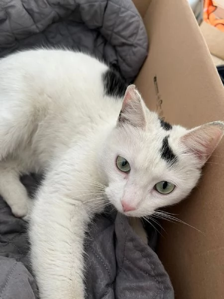 MINETTE meravigliosa creatura | Foto 1