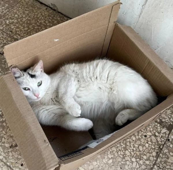 MINETTE meravigliosa creatura | Foto 0