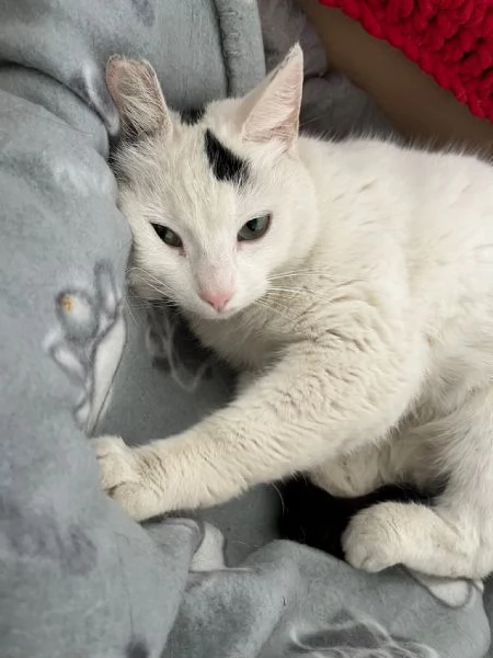 MINETTE meravigliosa creatura