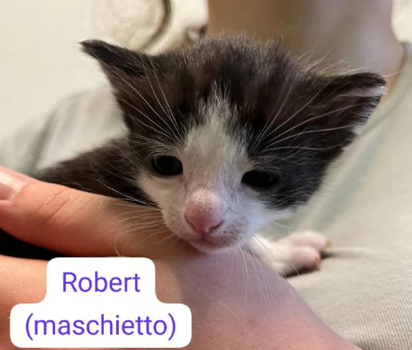 Gattini in adozione | Foto 6