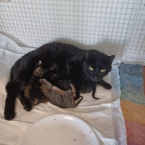 Gattini in adozione | Foto 5