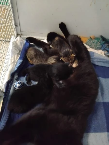 Gattini in adozione | Foto 4