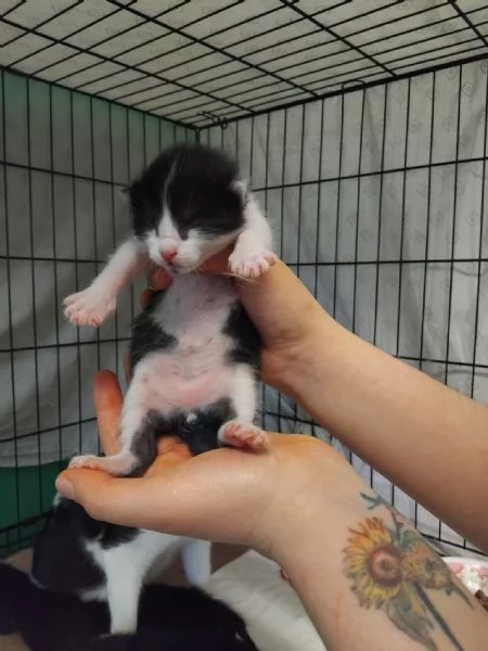 Gattini in adozione | Foto 3