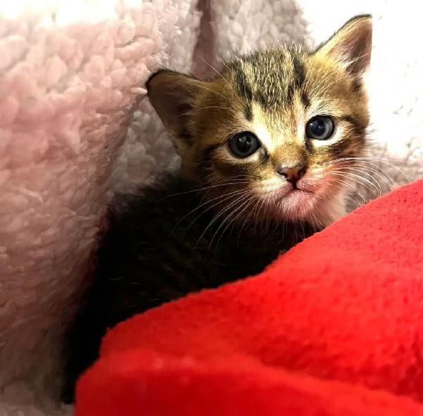 Gattini in adozione | Foto 2