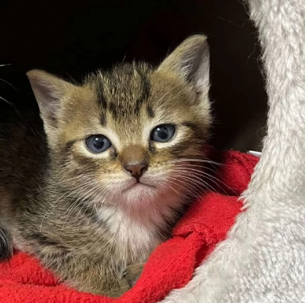 Gattini in adozione | Foto 1