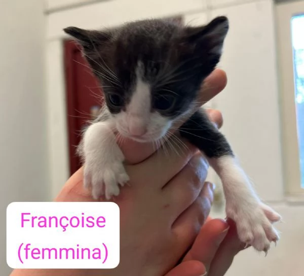 Gattini in adozione | Foto 0