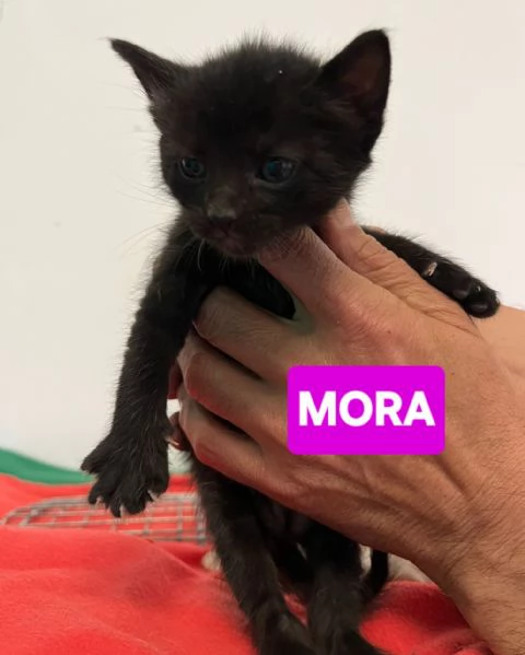 Gattini di tutti i colori cercano casa | Foto 6