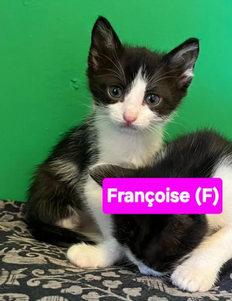 Gattini di tutti i colori cercano casa