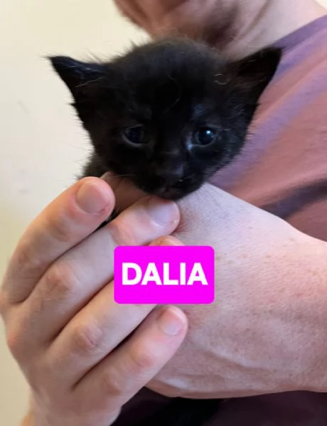 Gattini di tutti i colori cercano casa | Foto 5