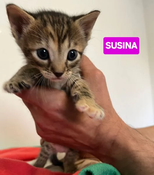 Gattini di tutti i colori cercano casa | Foto 4