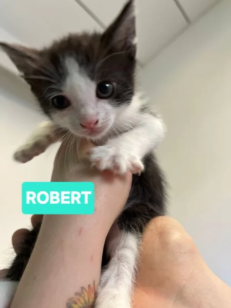 Gattini di tutti i colori cercano casa | Foto 3