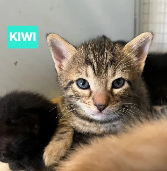 Gattini di tutti i colori cercano casa | Foto 2