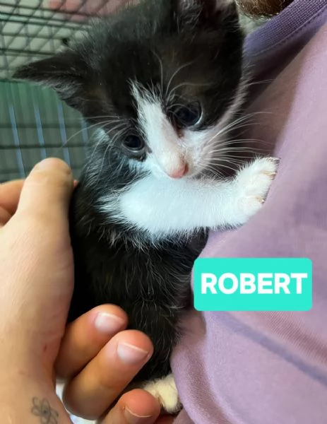 Gattini di tutti i colori cercano casa | Foto 1