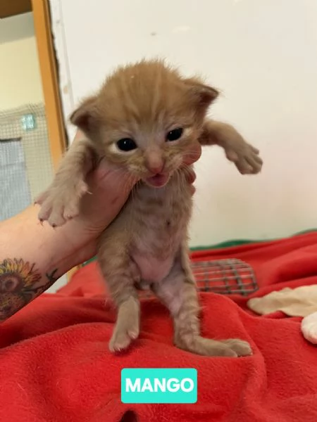 Gattini di tutti i colori cercano casa | Foto 0