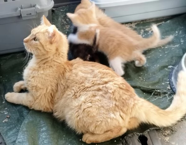 KIA giovane mamma gatta | Foto 1