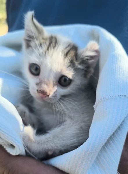 TOPOLINA 2 mesi di dolccezza | Foto 0