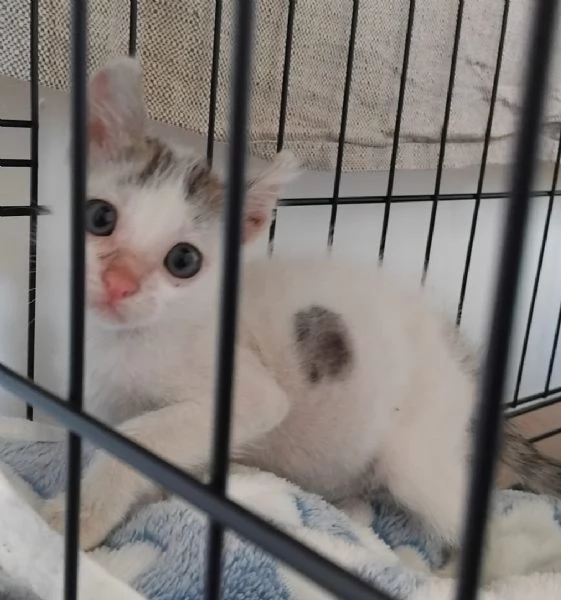 TOPOLINA 2 mesi di dolccezza