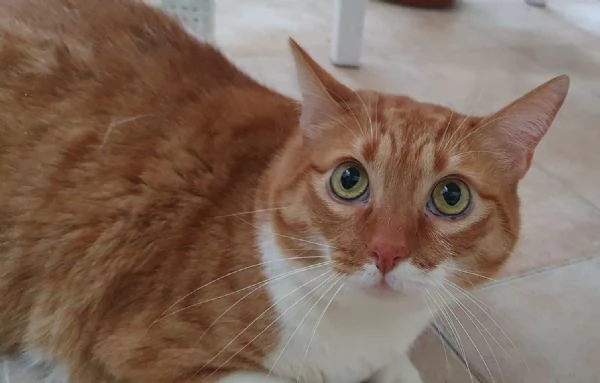 CICCIO E LUNA MALTRATTATI CERCANO SERENITAPrimaPrima chePrima che conPrima che correvoPrima che  | Foto 6