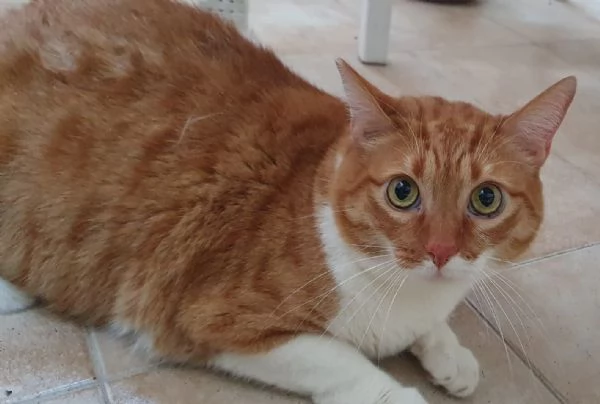 CICCIO E LUNA MALTRATTATI CERCANO SERENITAPrimaPrima chePrima che conPrima che correvoPrima che  | Foto 5