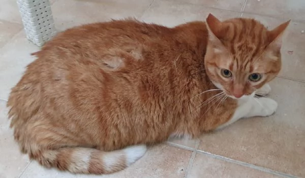 CICCIO E LUNA MALTRATTATI CERCANO SERENITAPrimaPrima chePrima che conPrima che correvoPrima che  | Foto 4
