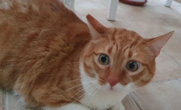 CICCIO E LUNA MALTRATTATI CERCANO SERENITAPrimaPrima chePrima che conPrima che correvoPrima che  | Foto 0