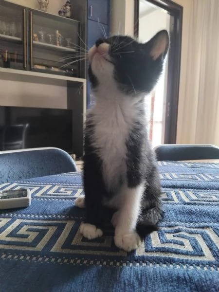 MASCHERINO 2 mesi