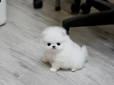 Regalo Volpino Pomerania Da Privato A Vercelli Regalo Bellissimi Cuccioli Di Volpino Pomerania