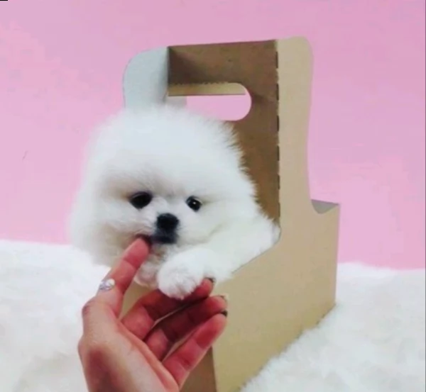 disponibili cuccioli di spitz pomerania toy bellissimo e gioioso di 70 giorni maschi e femmine puri 