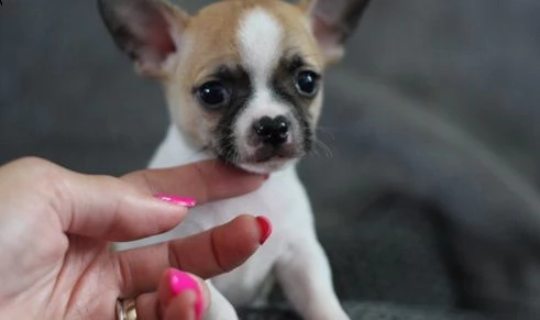 i miei cuccioli di chihuahua | Foto 2