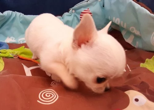 i miei cuccioli di chihuahua