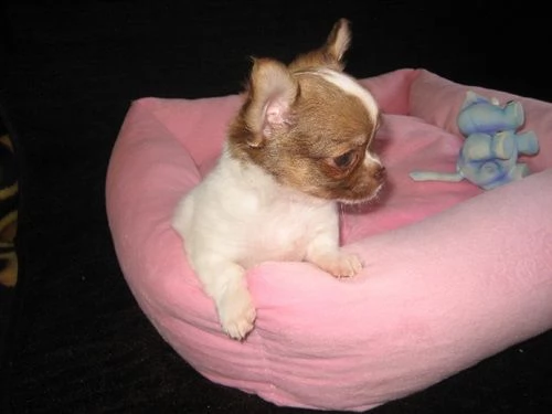 i miei cuccioli di chihuahua | Foto 1