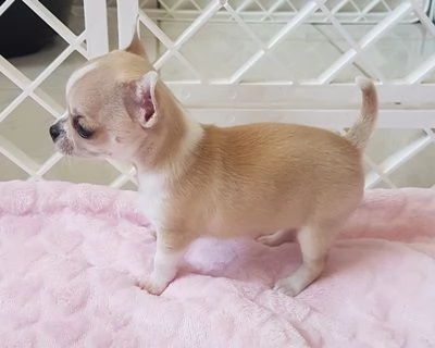 i miei cuccioli di chihuahua | Foto 0
