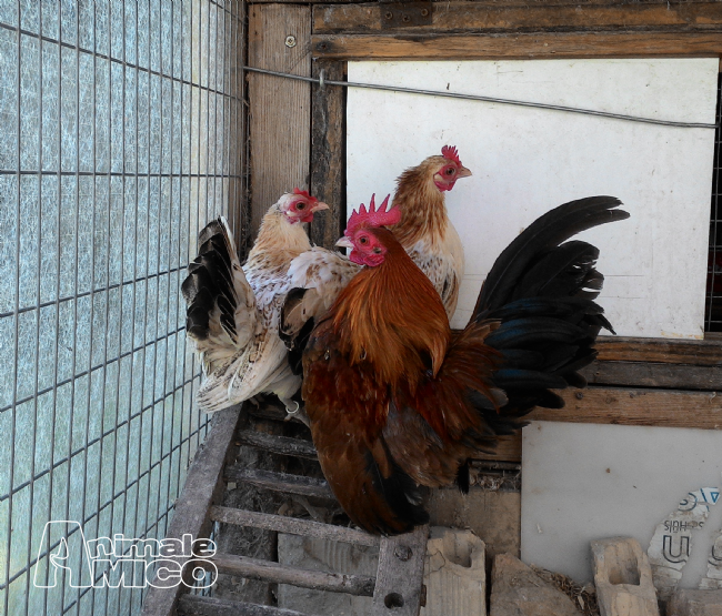Vendita Animali Da Cortile Friuli Venezia Giulia