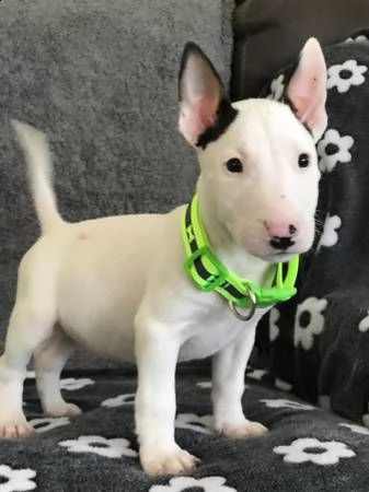 carino bull terrier cuccioli per ladozione  