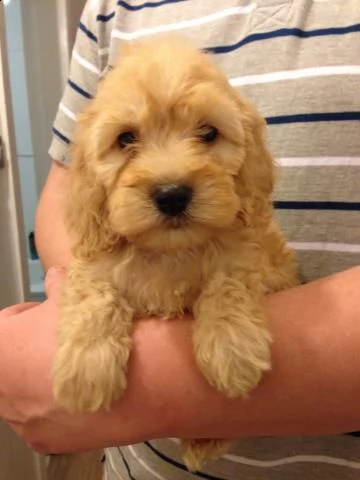 cuccioli cockapoo per adozione