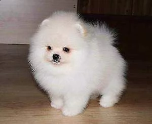cuccioli di spitz pomerania toy affettuosissimi belli e originali