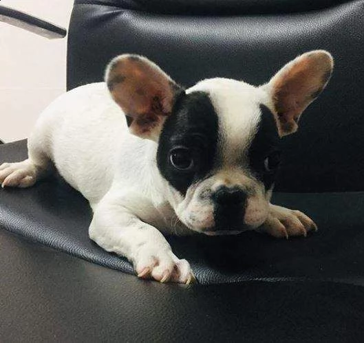 disponiamo cuccioli dolcissimi di bulldog francese di 2 mesi e mezzo