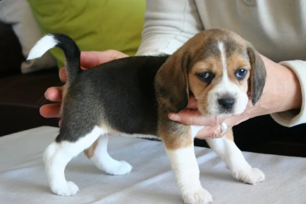 adorabili cuccioli di beagle femminucce e maschietti disponibili per ladozione gratuita i cuccioli 