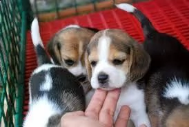 adorabili cuccioli di beagle femminucce e maschietti disponibili per ladozione gratuita i cuccioli  | Foto 0