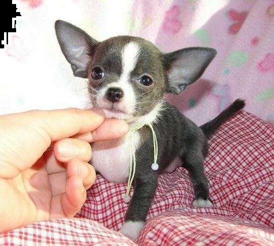disponibili cucciolo chihuahua toy affettuosissimo e amorevolissimo