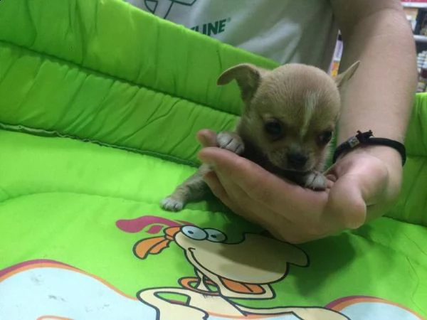  cuccioli mini chihuahua pincher nano 