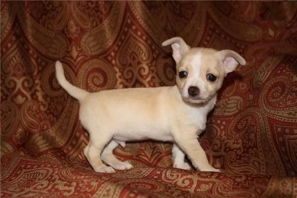  cuccioli mini chihuahua pincher nano  | Foto 0