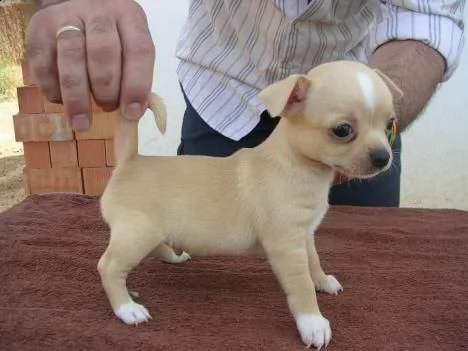 prezioso rifiuti chihuahua adozione regalo