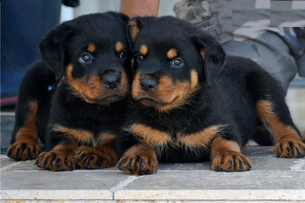 regalo cuccioli di rottweiler maschio e femmina