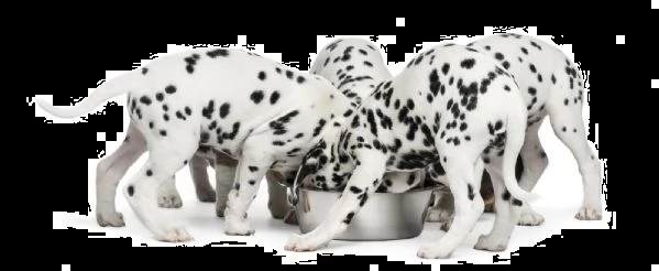 cuccioli dalmata con pedigree | Foto 3