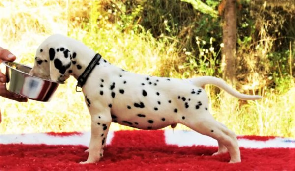 cuccioli dalmata con pedigree | Foto 1