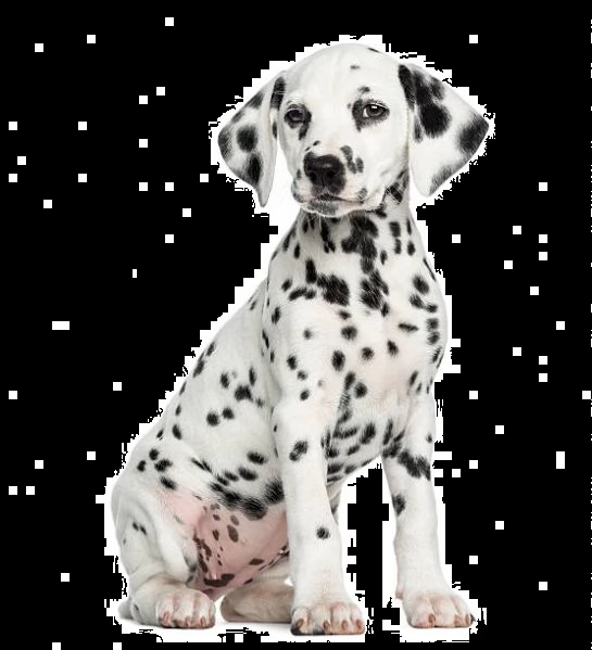 cuccioli dalmata con pedigree | Foto 0